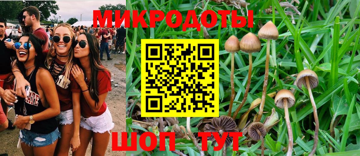 Галлюциногенные грибы Psilocybine cubensis Бердск